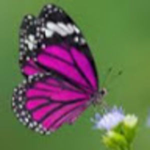 Meet your Posher, Karina